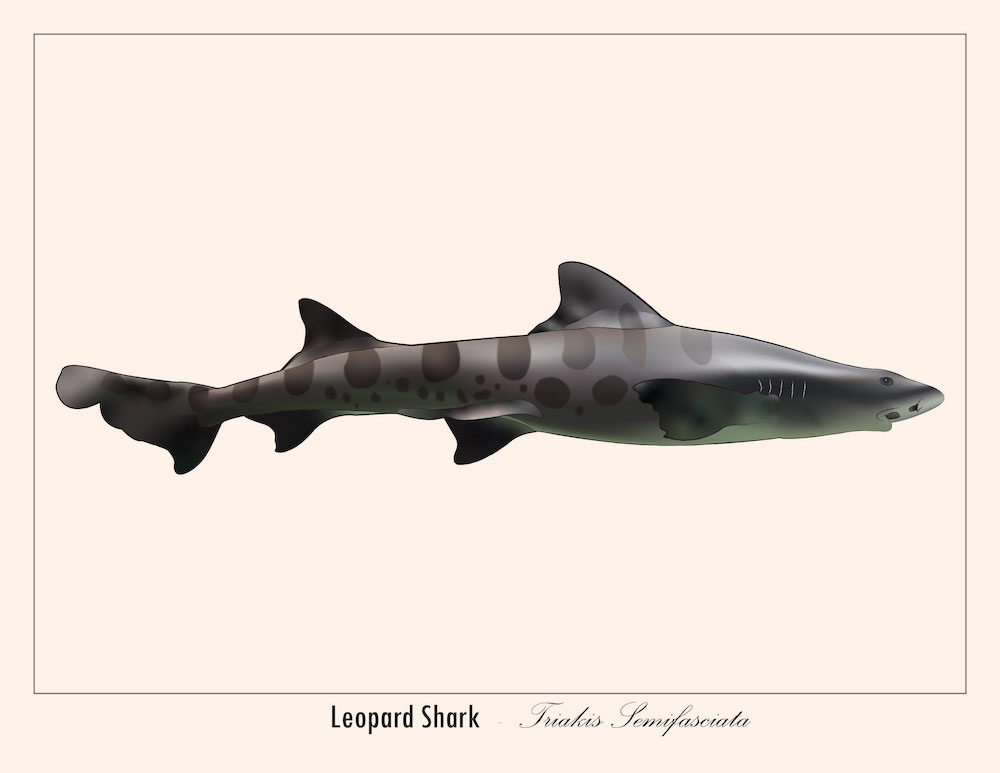 Scientific Illustration